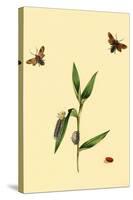 Surinam Butterflies, Moths and Caterpillars-Jan Sepp-Stretched Canvas