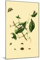 Surinam Butterflies, Moths and Caterpillars-Jan Sepp-Mounted Art Print
