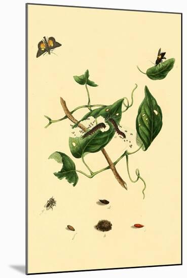 Surinam Butterflies, Moths and Caterpillars-Jan Sepp-Mounted Art Print