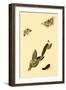 Surinam Butterflies, Moths and Caterpillars-Jan Sepp-Framed Art Print