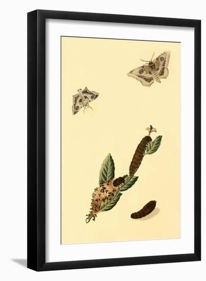 Surinam Butterflies, Moths and Caterpillars-Jan Sepp-Framed Art Print