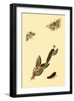 Surinam Butterflies, Moths and Caterpillars-Jan Sepp-Framed Art Print