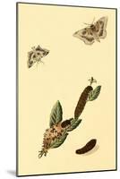 Surinam Butterflies, Moths and Caterpillars-Jan Sepp-Mounted Art Print