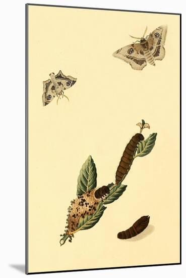 Surinam Butterflies, Moths and Caterpillars-Jan Sepp-Mounted Art Print