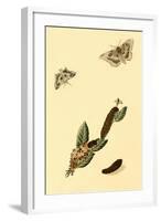 Surinam Butterflies, Moths and Caterpillars-Jan Sepp-Framed Art Print