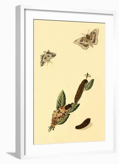 Surinam Butterflies, Moths and Caterpillars-Jan Sepp-Framed Art Print