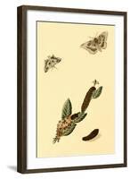 Surinam Butterflies, Moths and Caterpillars-Jan Sepp-Framed Art Print