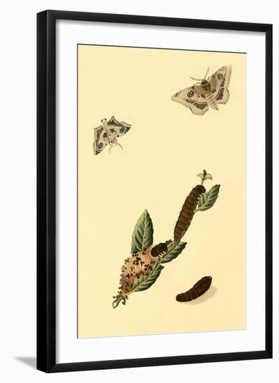 Surinam Butterflies, Moths and Caterpillars-Jan Sepp-Framed Art Print