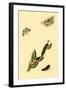 Surinam Butterflies, Moths and Caterpillars-Jan Sepp-Framed Art Print