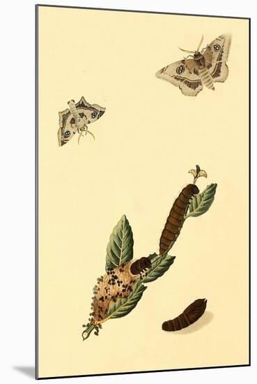 Surinam Butterflies, Moths and Caterpillars-Jan Sepp-Mounted Art Print