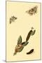 Surinam Butterflies, Moths and Caterpillars-Jan Sepp-Mounted Art Print