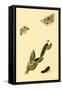 Surinam Butterflies, Moths and Caterpillars-Jan Sepp-Framed Stretched Canvas