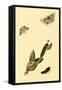 Surinam Butterflies, Moths and Caterpillars-Jan Sepp-Framed Stretched Canvas