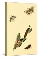 Surinam Butterflies, Moths and Caterpillars-Jan Sepp-Stretched Canvas