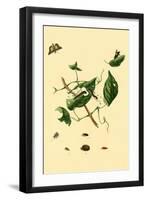 Surinam Butterflies, Moths and Caterpillars-Jan Sepp-Framed Art Print