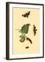 Surinam Butterflies, Moths and Caterpillars-Jan Sepp-Framed Art Print