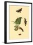 Surinam Butterflies, Moths and Caterpillars-Jan Sepp-Framed Art Print