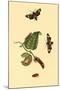 Surinam Butterflies, Moths and Caterpillars-Jan Sepp-Mounted Art Print