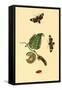 Surinam Butterflies, Moths and Caterpillars-Jan Sepp-Framed Stretched Canvas