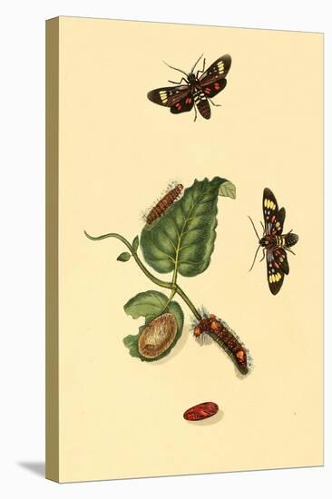 Surinam Butterflies, Moths and Caterpillars-Jan Sepp-Stretched Canvas