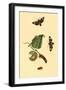 Surinam Butterflies, Moths and Caterpillars-Jan Sepp-Framed Art Print