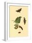 Surinam Butterflies, Moths and Caterpillars-Jan Sepp-Framed Art Print