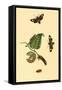 Surinam Butterflies, Moths and Caterpillars-Jan Sepp-Framed Stretched Canvas