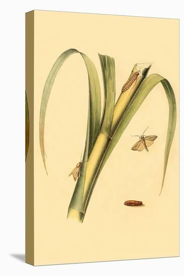 Surinam Butterflies, Moths and Caterpillars-Jan Sepp-Stretched Canvas