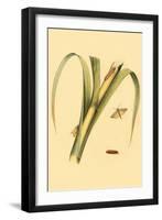 Surinam Butterflies, Moths and Caterpillars-Jan Sepp-Framed Art Print