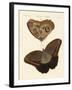 Surinam Butterflies-null-Framed Giclee Print