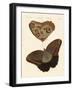 Surinam Butterflies-null-Framed Giclee Print