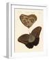 Surinam Butterflies-null-Framed Giclee Print