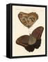 Surinam Butterflies-null-Framed Stretched Canvas