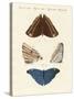 Surinam Butterflies-null-Stretched Canvas