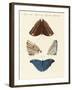 Surinam Butterflies-null-Framed Giclee Print