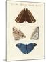 Surinam Butterflies-null-Mounted Giclee Print