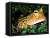 Surinam Horn Frog, Native to Surinam, North Eastern South America-David Northcott-Framed Stretched Canvas