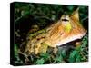 Surinam Horn Frog, Native to Surinam, North Eastern South America-David Northcott-Stretched Canvas