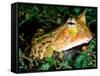 Surinam Horn Frog, Native to Surinam, North Eastern South America-David Northcott-Framed Stretched Canvas