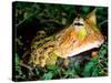 Surinam Horn Frog, Native to Surinam, North Eastern South America-David Northcott-Stretched Canvas