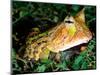 Surinam Horn Frog, Native to Surinam, North Eastern South America-David Northcott-Mounted Photographic Print