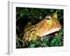 Surinam Horn Frog, Native to Surinam, North Eastern South America-David Northcott-Framed Photographic Print