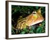 Surinam Horn Frog, Native to Surinam, North Eastern South America-David Northcott-Framed Photographic Print