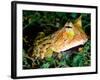 Surinam Horn Frog, Native to Surinam, North Eastern South America-David Northcott-Framed Photographic Print