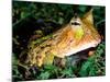Surinam Horn Frog, Native to Surinam, North Eastern South America-David Northcott-Mounted Photographic Print
