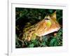 Surinam Horn Frog, Native to Surinam, North Eastern South America-David Northcott-Framed Photographic Print