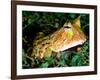 Surinam Horn Frog, Native to Surinam, North Eastern South America-David Northcott-Framed Photographic Print