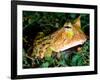 Surinam Horn Frog, Native to Surinam, North Eastern South America-David Northcott-Framed Photographic Print