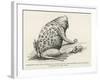 Surinam Toad-null-Framed Giclee Print