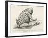 Surinam Toad-null-Framed Giclee Print